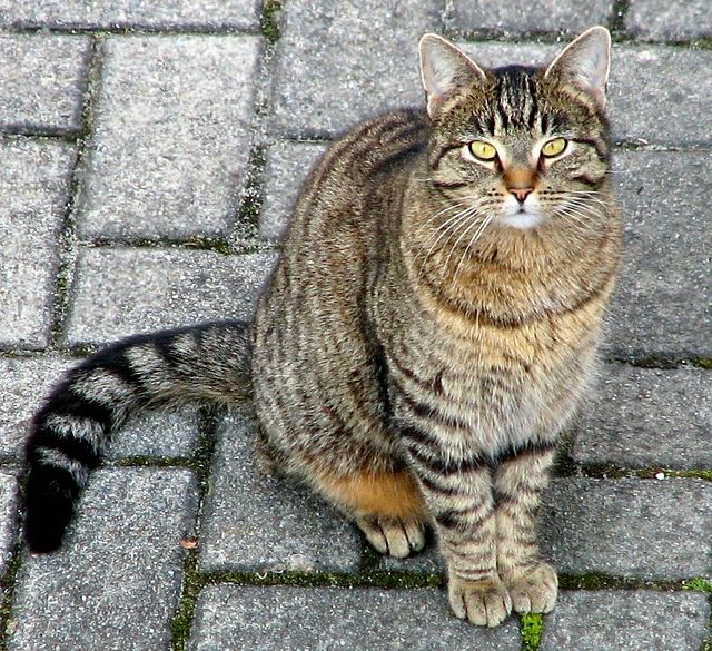 猫の画像1（Wikimedia）