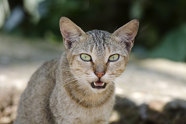 猫の画像2（Wikimedia）