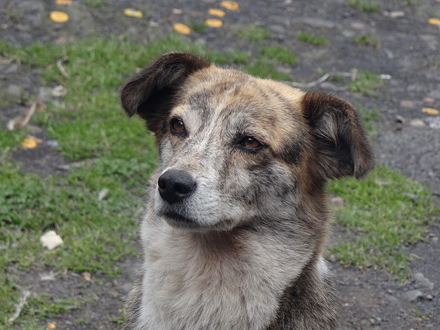 犬の画像1（Wikimedia）