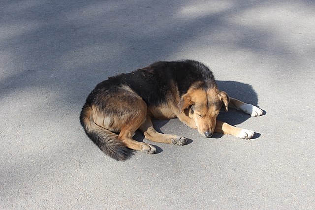 犬の画像2（Wikimedia）